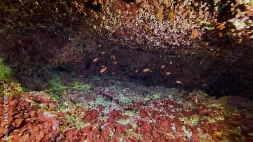 Undersea scene - Red cardinal fish in a colorful scene