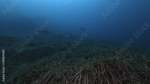 Jack fish in dark blue sea waters - Scuba diving in Majorca