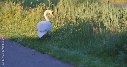 White bird with long neck forages near grassy roadside. Grasses sway gently in soft sunlight
