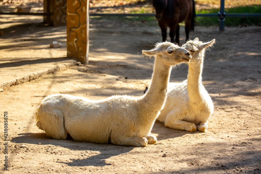 Fototapeta premium Llama close-up. Portrait of a light-colored llama.