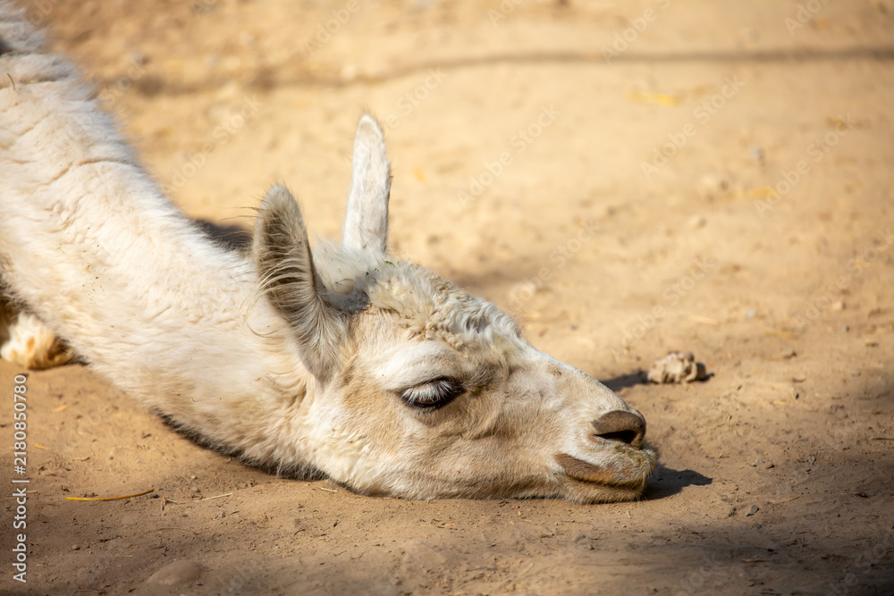 Fototapeta premium Llama close-up. Portrait of a light-colored llama.