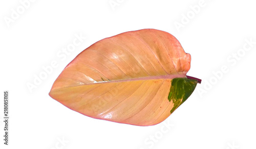 Fotografie Beautiful variegated pink and orange philodendron leaf isolated on white backgro