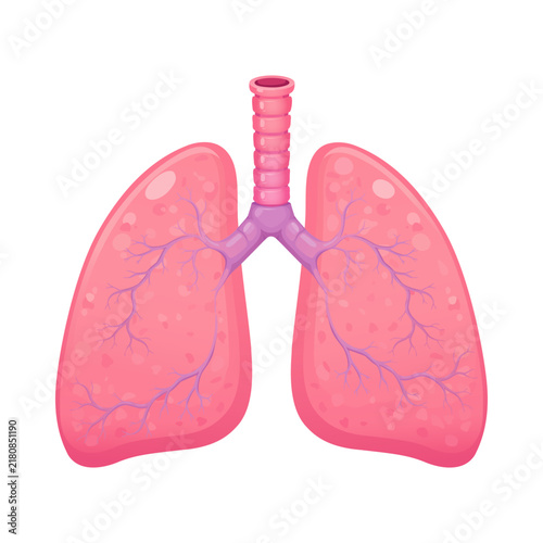 Foto Healthy human lungs with trachea bronchi and branching airways shown in a clean vector style and isolated on white