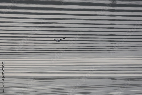 Принти на полотні Lone gull gliding low over silvery rippled water in a minimalist composition