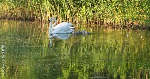 White swans glide through calm pond. Reeds line water's edge. Sunlight reflects off ripples
