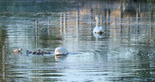 Two adult swans and their cygnets swim calmly in a pond. Water ripples gently around them
