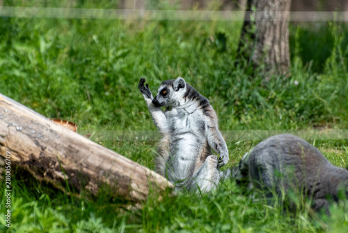 Canvastavla Ring-tailed lemur grooming paws outdoors in zoo