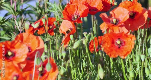 Bright red poppies bloom in sunlit field. Green stems and leaves surround vibrant flowers
