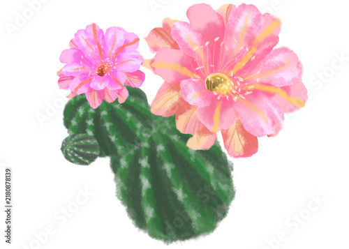 Pink flowering cactus watercolor illustration with delicate pink blossoms and green textured succulent leaves isolated on a white background botanical floral artwork for stationery greeting cards fabr