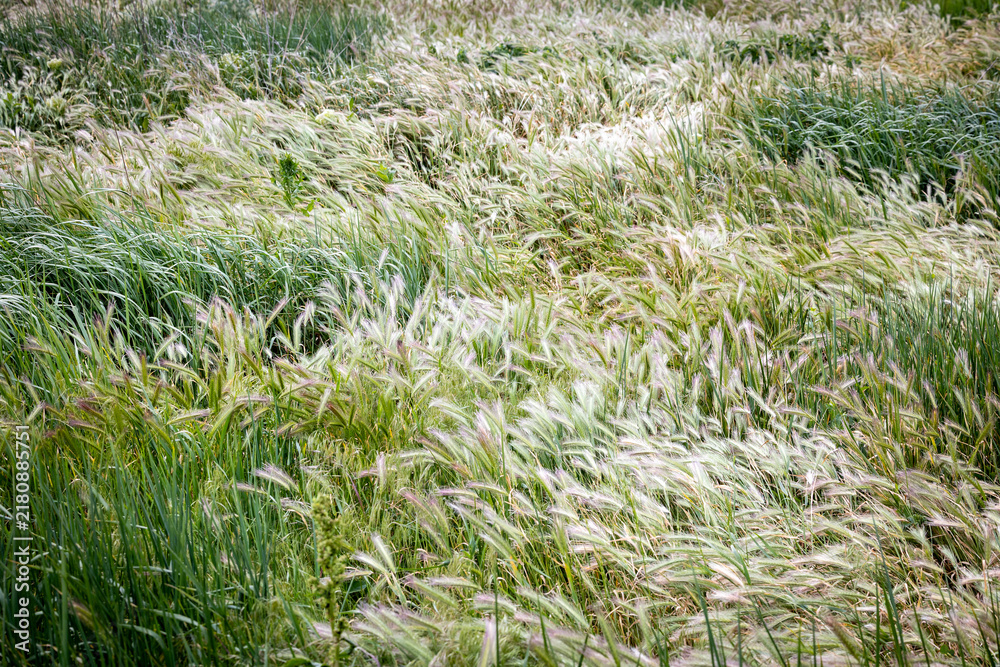 Obraz premium Lush green field with tall wild grass swaying gently in the wind outdoors during daytime
