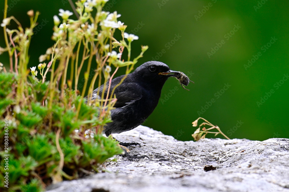 Fototapeta premium Black redstart with cockchafer in its beak // Hausrotschwanz mit Maikäfer im Schnabel (Phoenicurus ochruros)