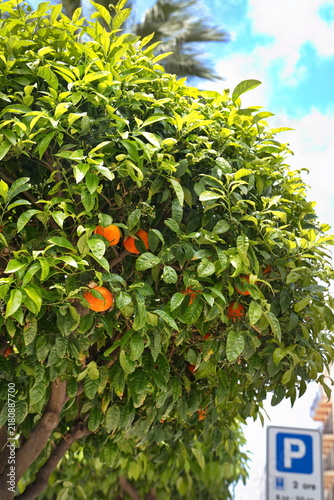 Citrus Tree with Ripe Oranges in Milazzo, Sicily
