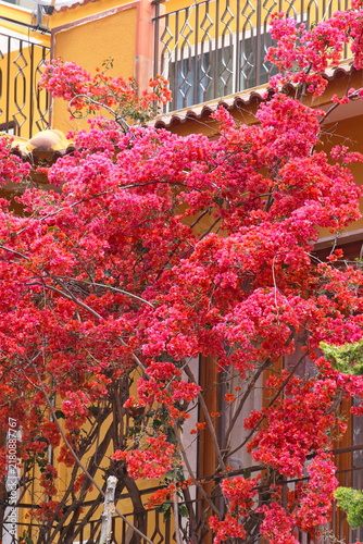 Bougainvillea and Conifers Against an Ochre Building in Milazzo, Sicily