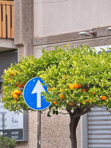 Street Sign and Orange Tree in Milazzo, Sicily
