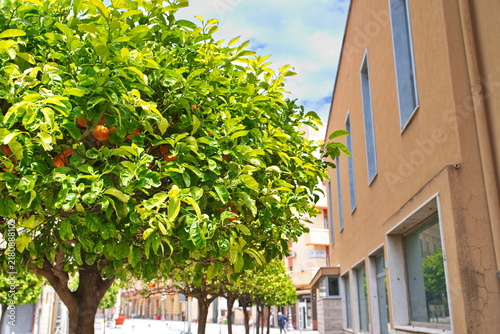 Citrus Tree with Ripe Oranges in Milazzo, Sicily