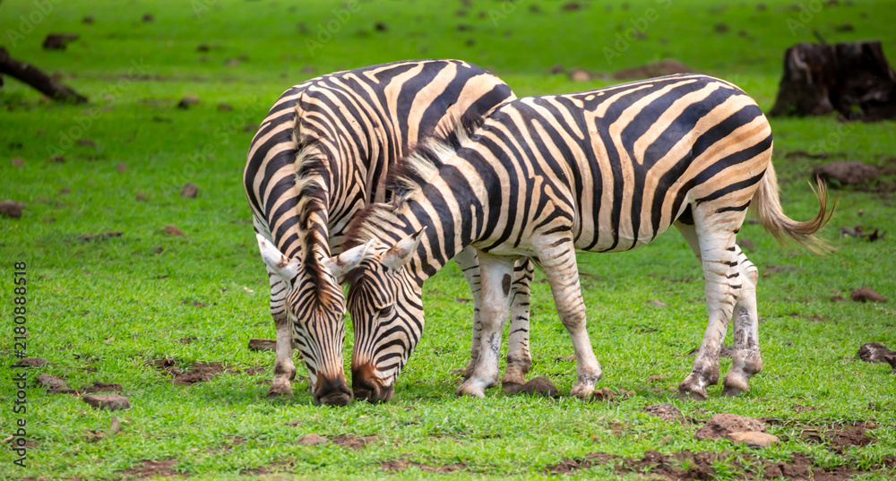 Fototapeta premium Zebras walking in a green meadow and eating grass. African zebras in the savannah. Wild animals in their natural habitat.