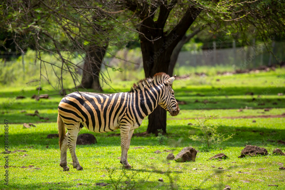 Fototapeta premium Zebras walking in a green meadow and eating grass. African zebras in the savannah. Wild animals in their natural habitat.