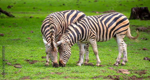 Photography Zebras walking in a green meadow and eating grass
