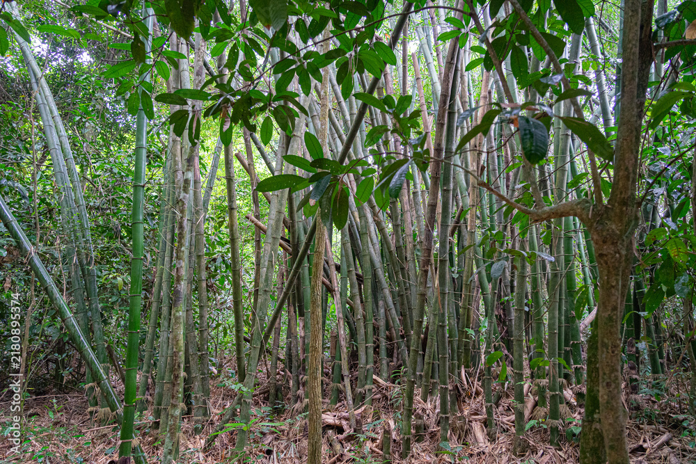 Fototapeta premium Dichter Bambushain in tropischem Wald in Vietnam