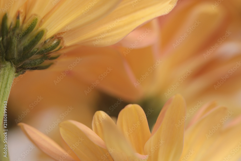 Obraz premium Smoke close-up yellow, orange, green Chrysanthemums; aster, gerbera Flower bud Petals. Natural selective soft focus macro blur light bokeh background
