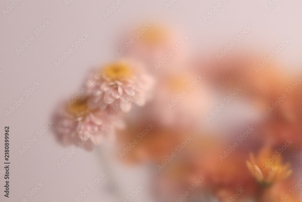 Obraz premium Smoke selected soft focus autumn chrysanthemum, aster Flower through translucent matte frosted glass. Abstract natural blurred grain light fog background.