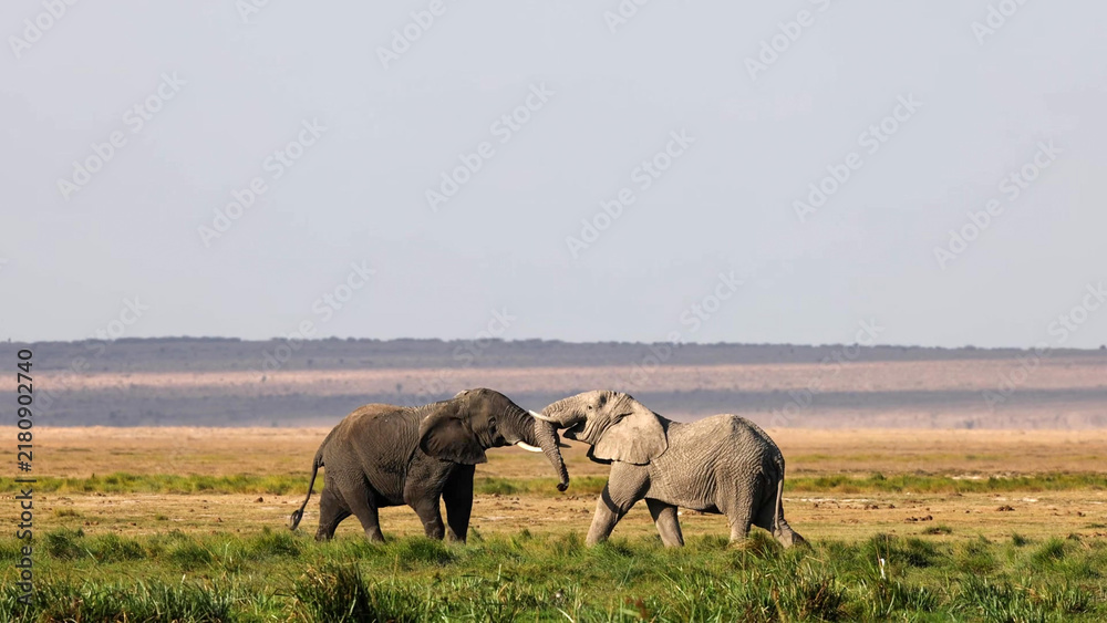 Obraz premium African Elephants sparring head to head across open Amboseli plain
