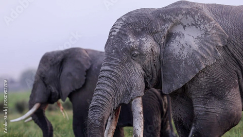 Foto African Elephant bull with long tusks close-up, Amboseli