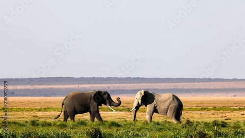 фотографія Two African Elephants curling trunks on open savanna with copy space