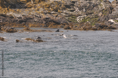 Photography Küste der Calf of Man mit Robben