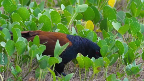 Greater coucal bird foraging for food among green coastal ground cover plants in bright natural daylight close up