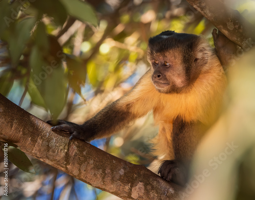 Photography capuchin monkey in the tree