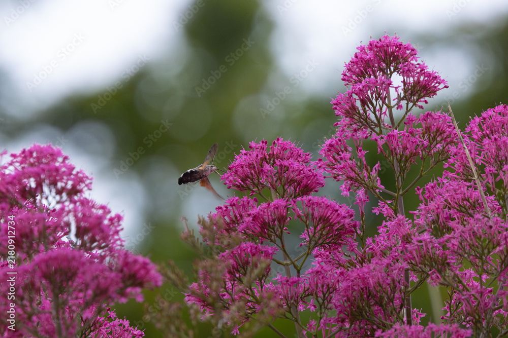 Obraz premium Hummingbird Hawkmoth feeding off Red Valerian during Summer. England, UK