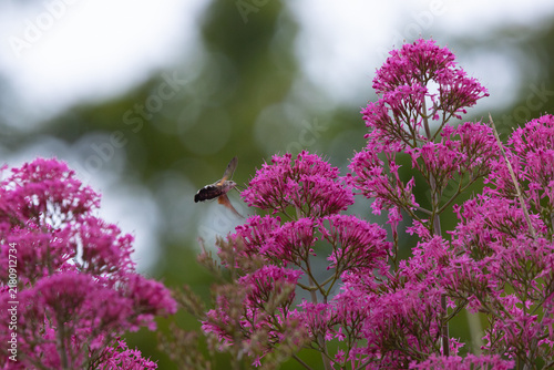 Konstfotografi Hummingbird Hawkmoth feeding off Red Valerian during Summer