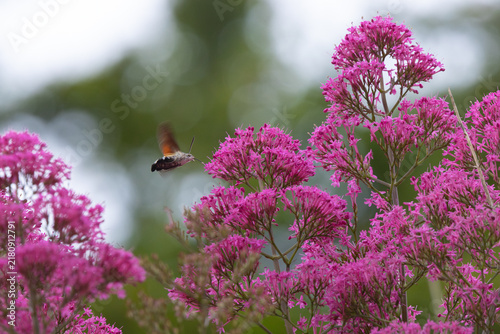 Принти на полотні Hummingbird Hawkmoth feeding off Red Valerian during Summer