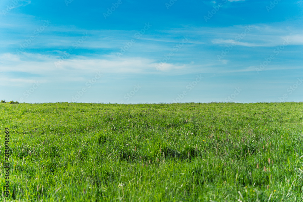 Obraz premium Beautiful green grass meadow under a bright blue sky with light clouds.