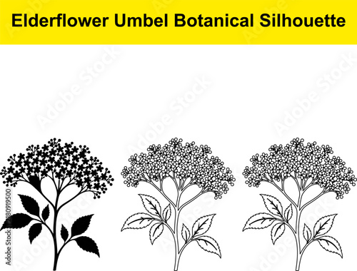 Elderflower umbel botanical silhouette vector pack features floral clusters for professional design.