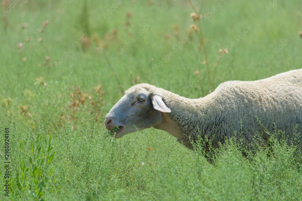 Obraz premium A sheep is grazing on a green meadow
