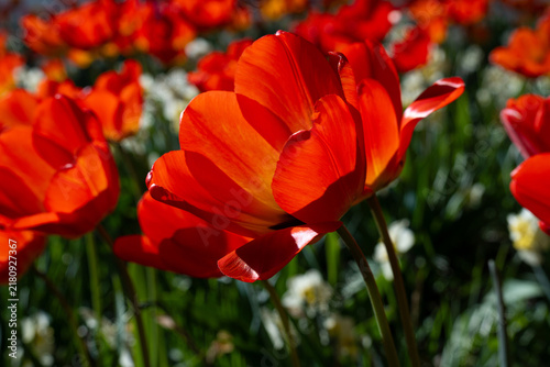 Картината върху платно Tulips Outdoor, Spring Tulipa Flowers