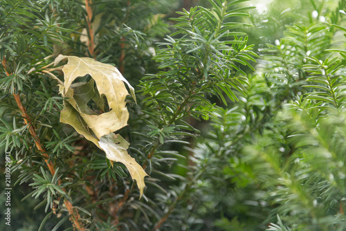 Obraz na płótnie Dry oak leaf rests on evergreen branches, symbolizing autumn's transition, backg