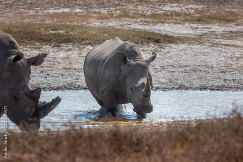 Photography rhino in water