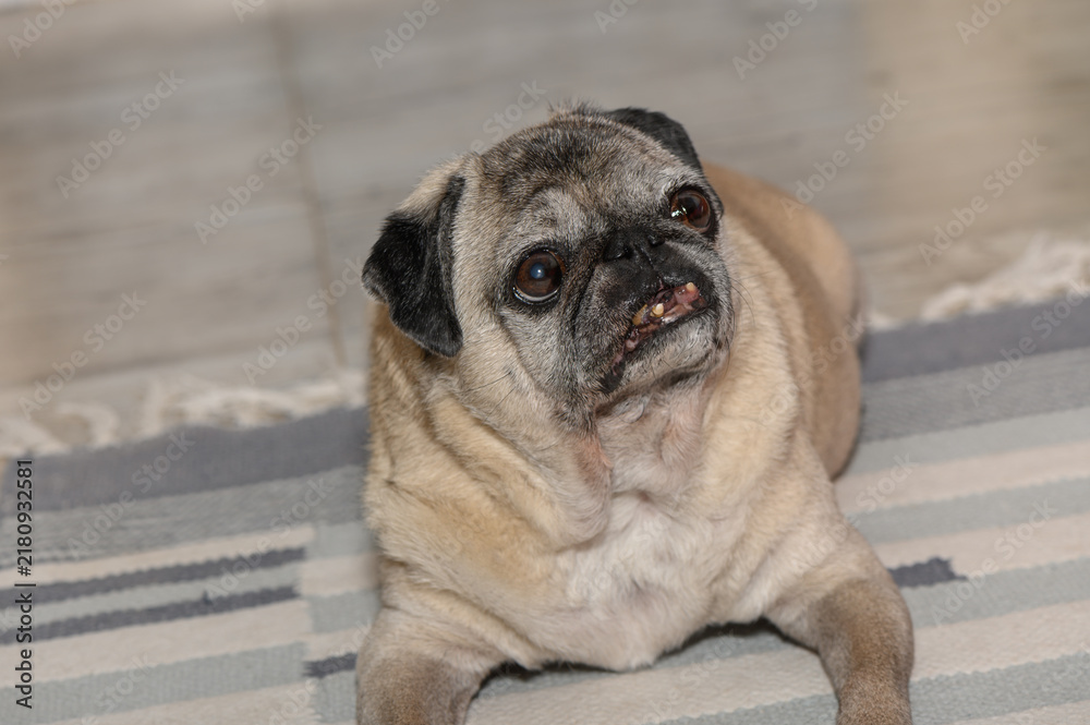Obraz premium Close-up indoor portrait of an older fawn pug resting on a striped rug