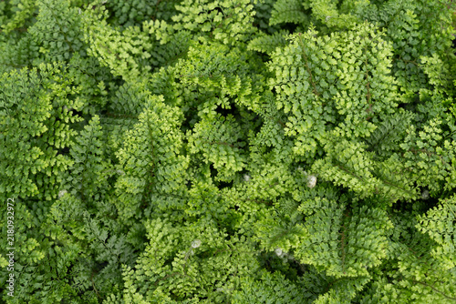 Fotografía Lush polystichum setiferum fern foliage dense botanical texture background natur