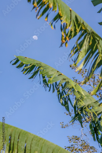 Bild auf Leinwand The waning gibbous moon behind the leaves of a banana plant