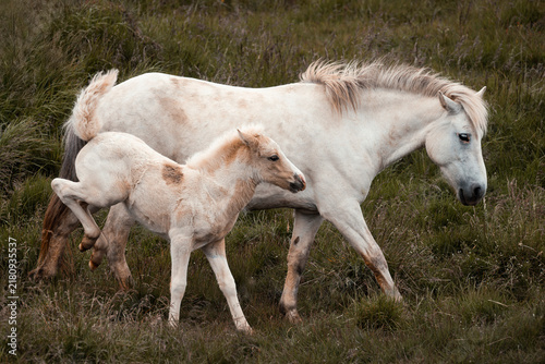 Cuadro en lienzo Icelandic horse with its foal - Equus ferus caballus