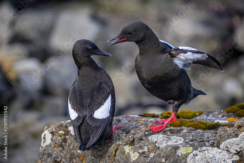 Obraz na płótnie Two black guillemot squabbling - Cepphus grylle