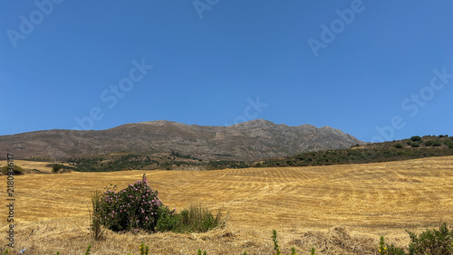 Golden Harvested Wheat Field with Pink Wildflowers and Mountain Ridge Background