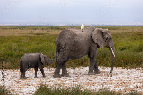 Obraz na płótnie Mother elephant with baby elephant