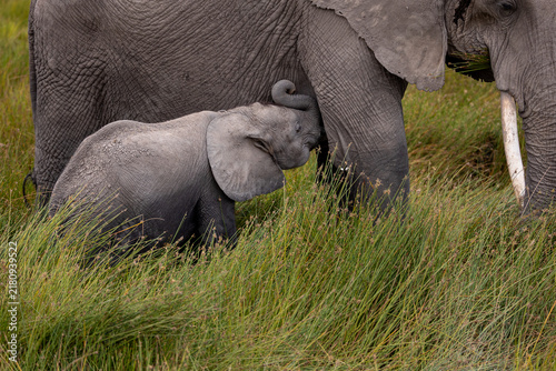 Photography Elephant with baby elephant