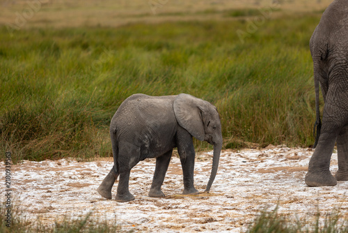 Fotografie baby elephant in Amboseli