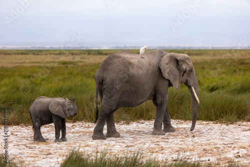 Foto Mother elephant with baby elephant